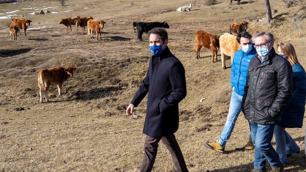 El PP se lanza en masa a fotografiarse con vacas