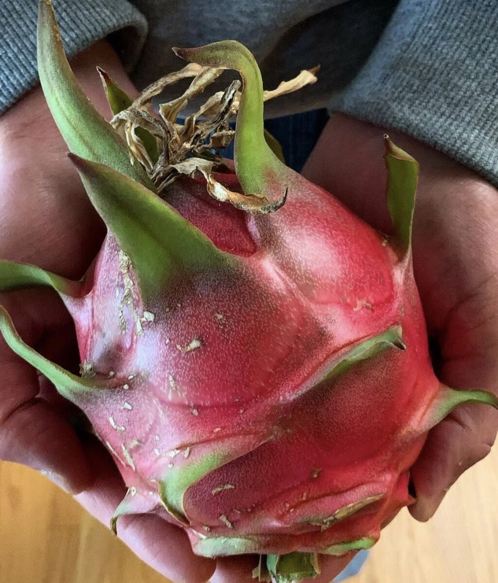 pitaya