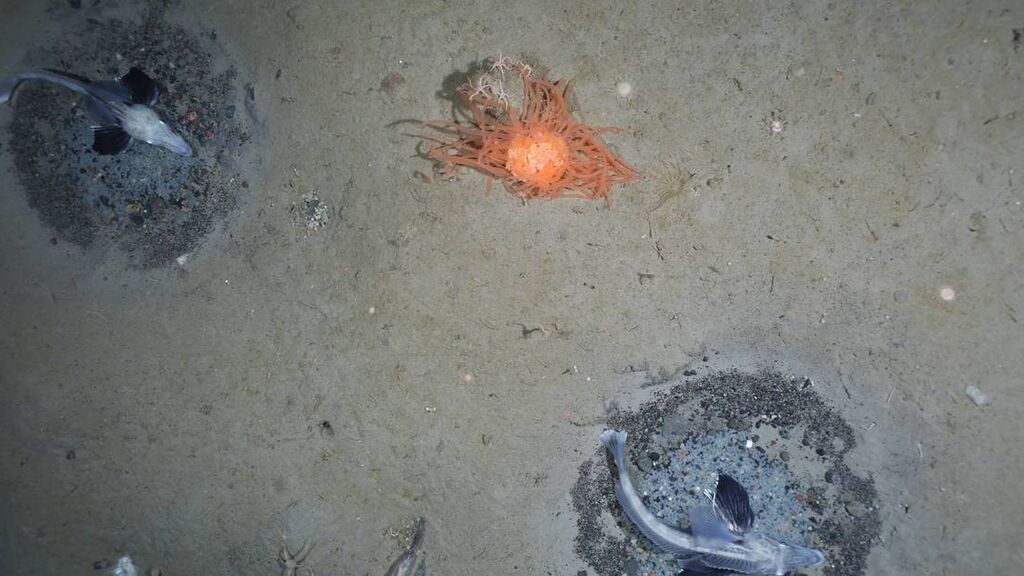 csm_20210216_FishnestsWeddellSea_PS124_AWI_OFOBS_Team_005_4499f1bfe8