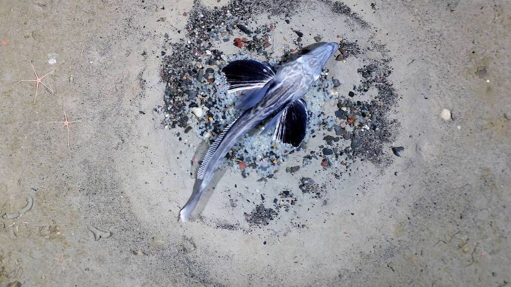 csm_20210216_FishnestsWeddellSea_PS124_AWI_OFOBS_Team_013_2c564c484a