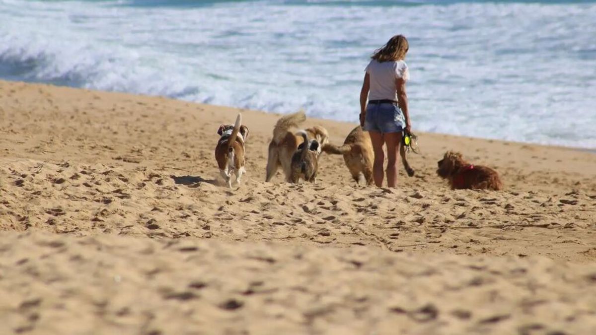 Enigma en Reino Unido: cientos de perros enferman misteriosamente tras pasear por una playa