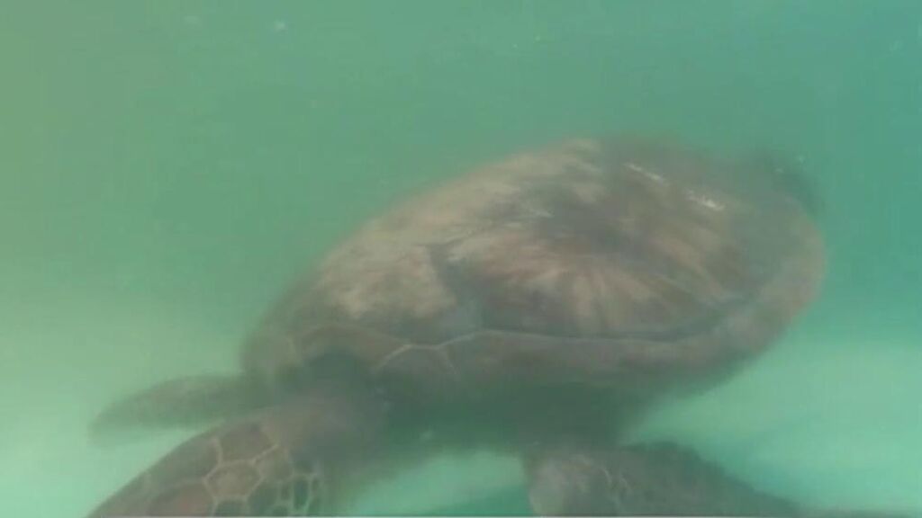 Los peligros de los plásticos en el mar: decenas de tortugas marinas con los estómagos llenos de residuos