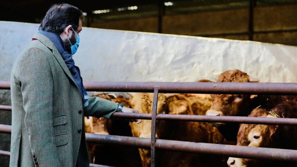 El PP se lanza en masa a fotografiarse con vacas