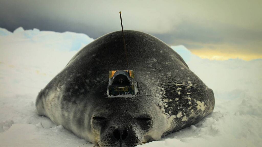 csm_20210222_WeddellSeal_MiaWege_003_0578da5274