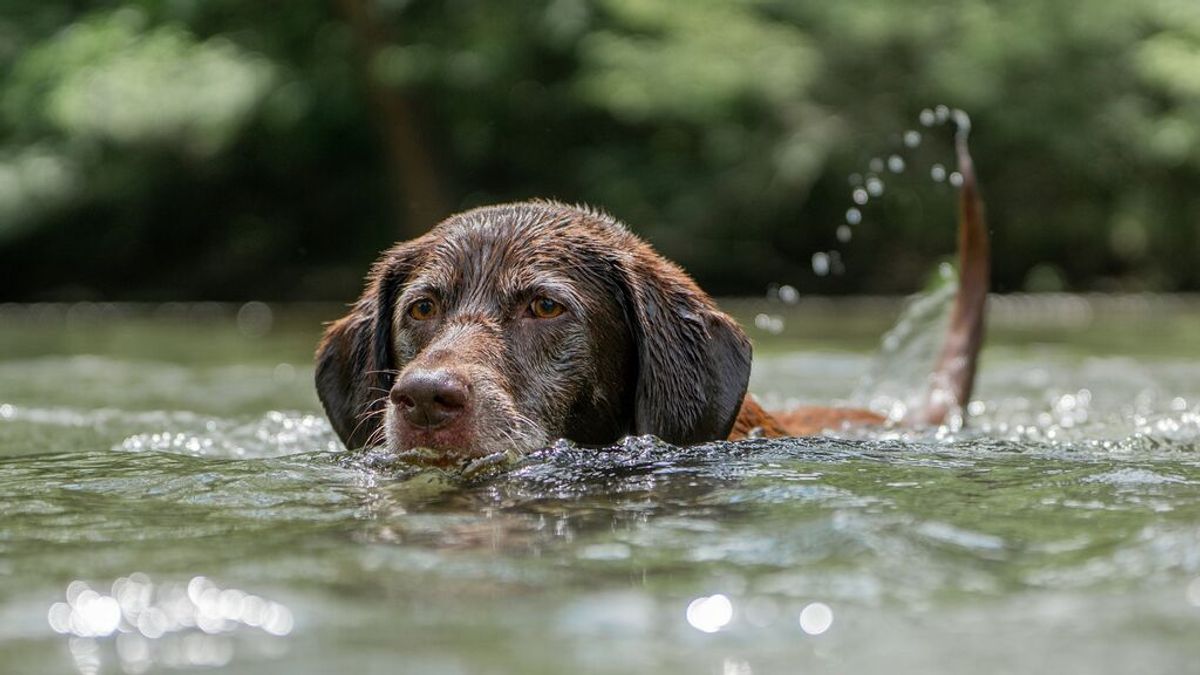 Un vídeo de TikTok advierte de un peligro para los perros amantes de nadar