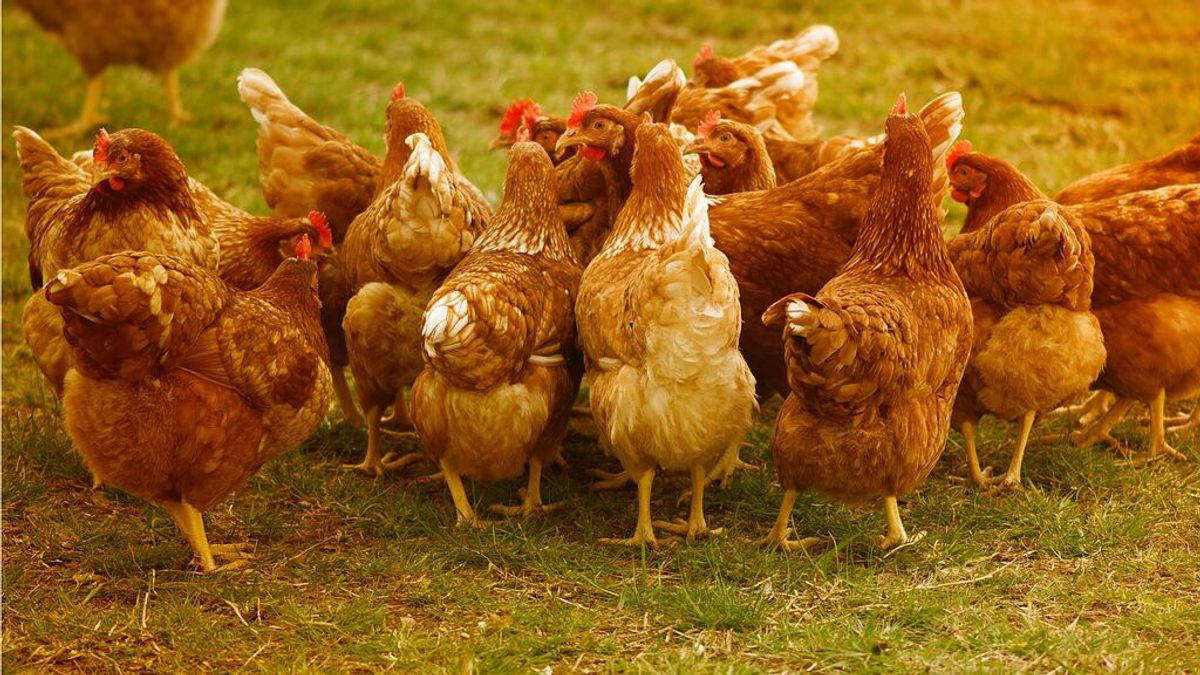 Un brote de gripe aviar deja ya medio millón de aves muertas o sacrificadas en Burkina Faso