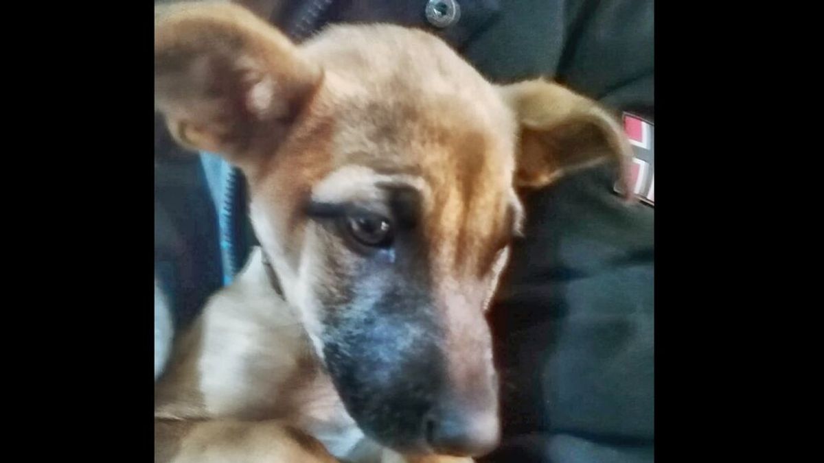 La Policía de Granada rescata a un perro que estaba siendo maltratado gracias a la colaboración vecinal