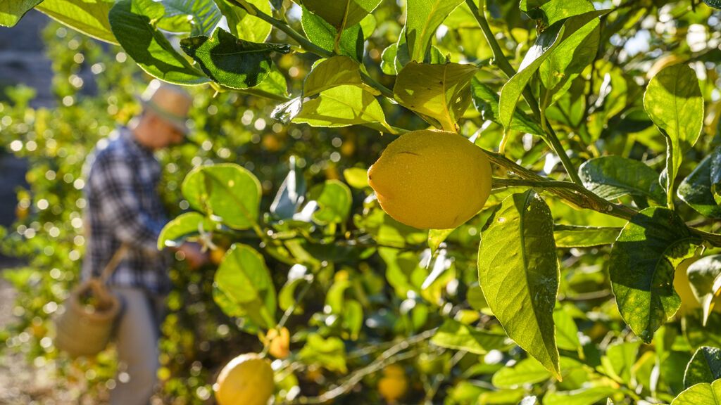 Trazabilidad, el rasgo diferencial del limón cultivado en Europa que marca la diferencia