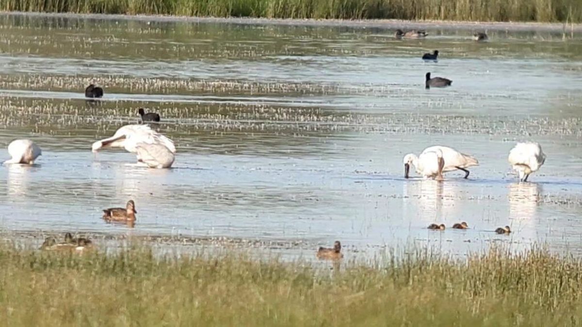 Detectan el virus de gripe aviar en una cigüeña hallada muerta en la Laguna de La Nava, en Palencia