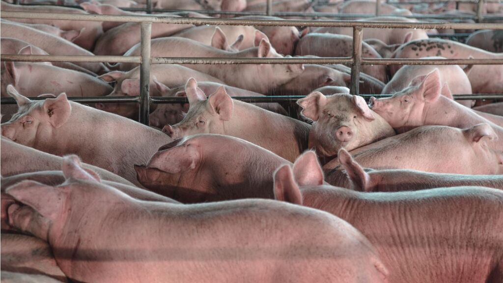 El apoyo a comer carne cae en España y el 61% desaprueba el hacinamiento de animales