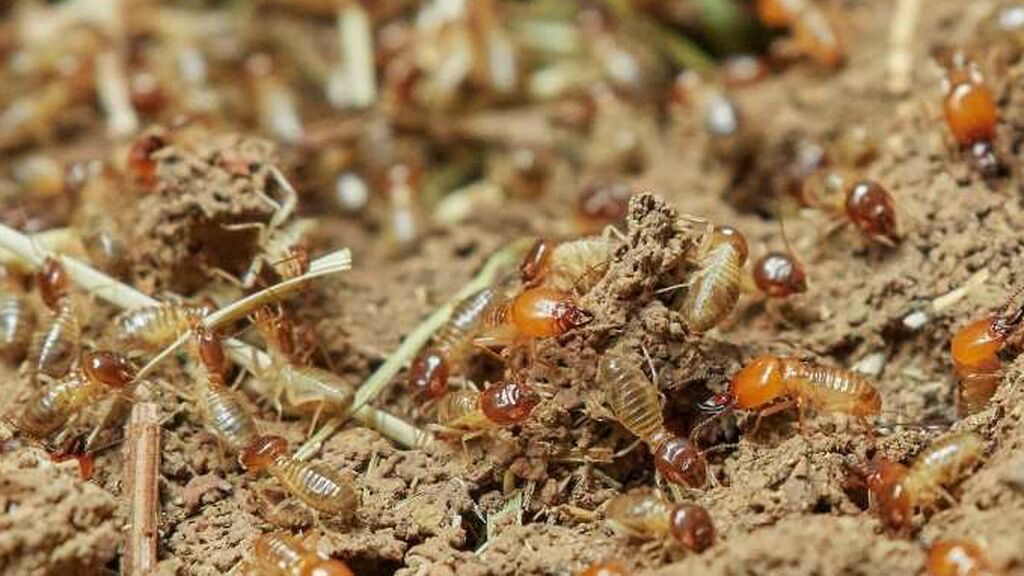 Cómo eliminar las termitas y acabar con todas ellas de forma fácil y rápida: estos son los mejores remedios caseros.