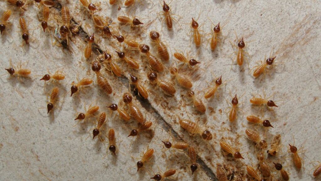 Las termitas podrán ser un gran peligro.