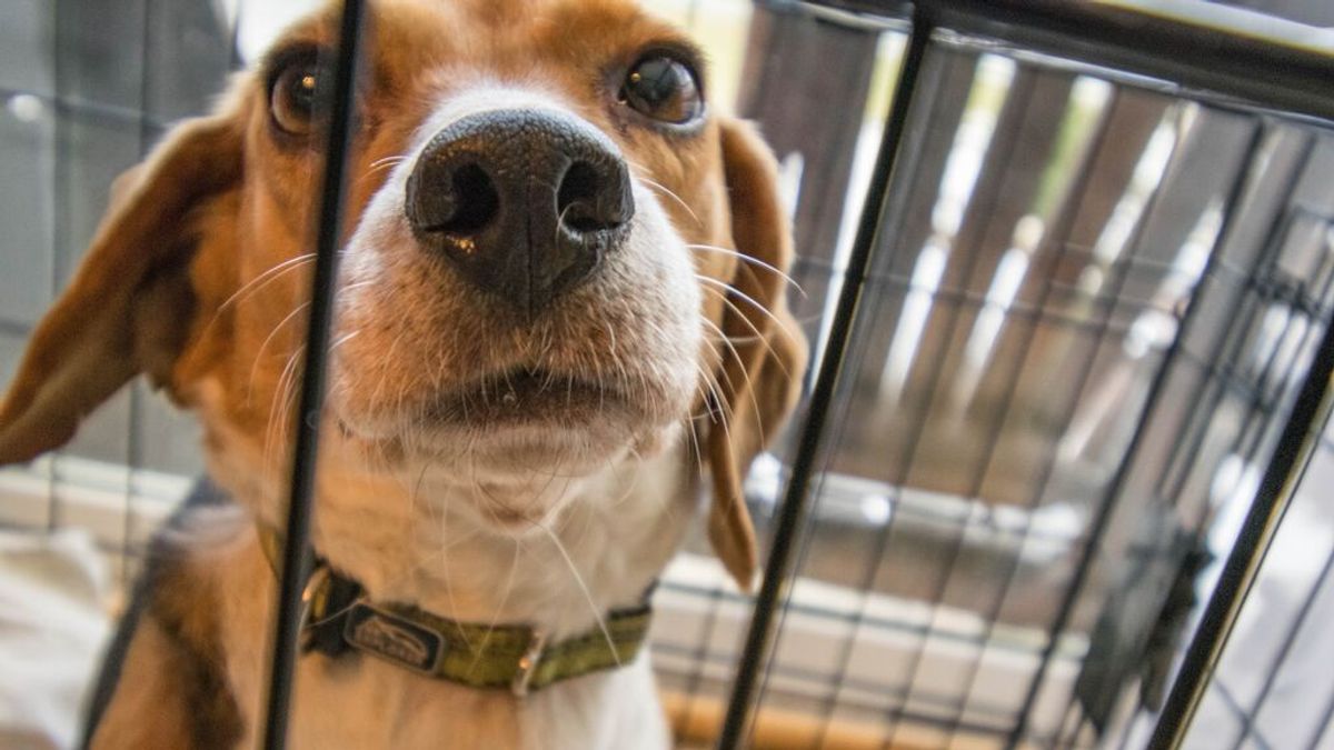 La UB desmiente el sacrificio inminente de 32 perros Beagle, contra la que habrá una manifestación La UB desmiente el sacrificio inminente de 32 perros Beagle, contra la que habrá una manifestación