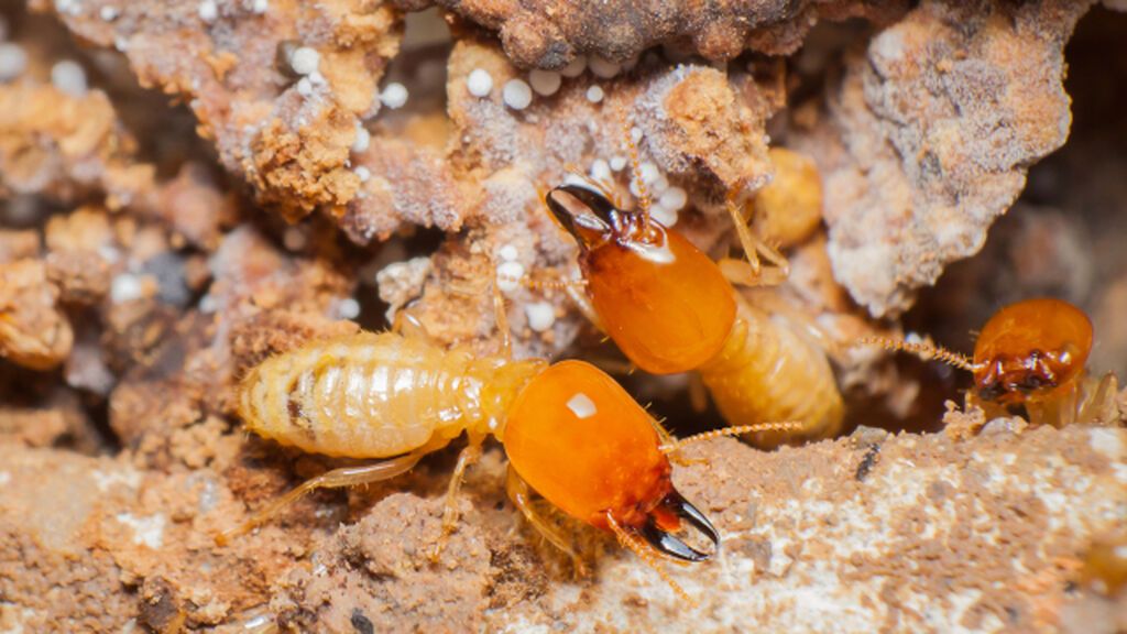 El petróleo podrá acabar con la presencia de las termitas.