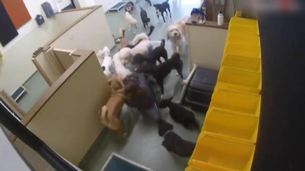 El ataque de cariño de una docena de perros a su entrenadora canina