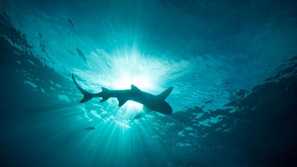 Los tiburones atacan más con luna llena, según un nuevo estudio