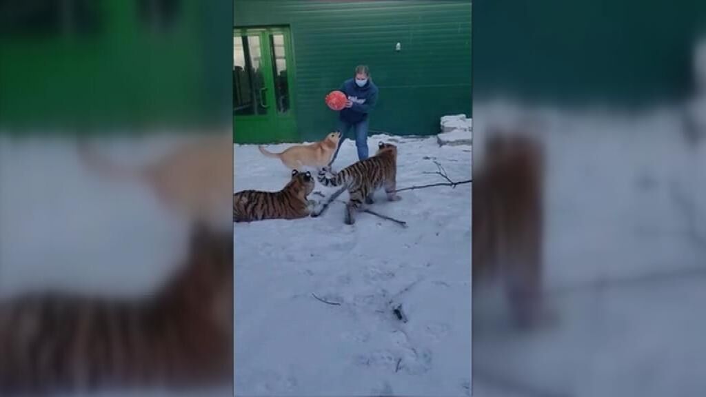 Dos cachorros de tigre y león juegan con su inseparable amiga Elsa, una perra labradora