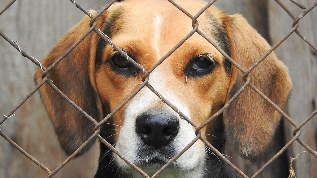 Movilización en redes sociales para evitar el sacrificio de 38 cachorros Beagle, tras ser objeto de un experimento