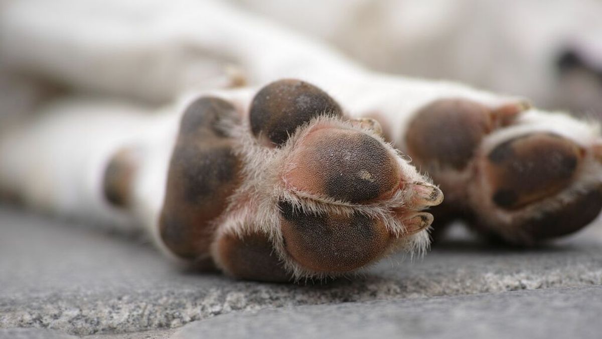 Cómo proteger las almohadillas y patas de tu perro Cómo proteger las almohadillas y patas de tu perro