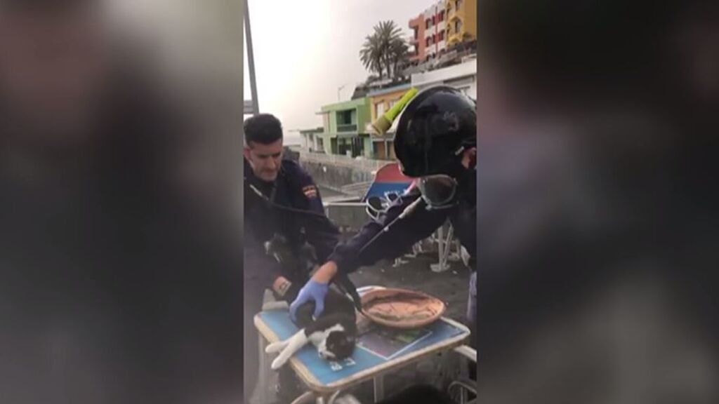 Dos policías salvan la vida de Félix, un gato que estaba asfixiado por los gases tóxicos del volcán de La Palma