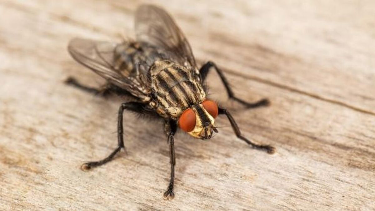 Cómo eliminar una plaga de moscas con remedios caseros: desde utilizar limón y clavos hasta la efectividad de las plantas aromáticas.