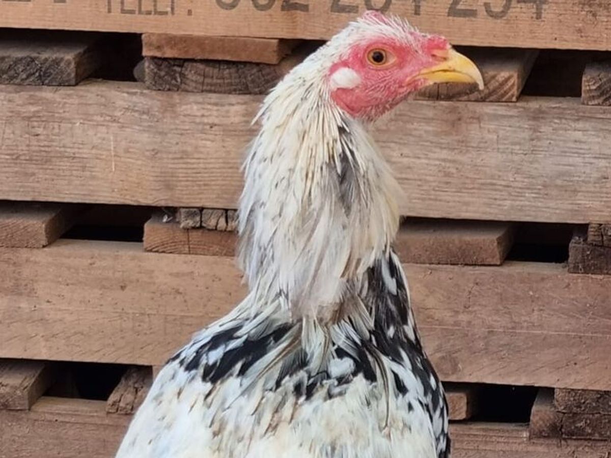 Rescatan a dos gallos de pelea mutilados con la cresta cortada en Valencia - NIUS Rescatan a dos gallos de pelea mutilados con la cresta cortada en Valencia - NIUS