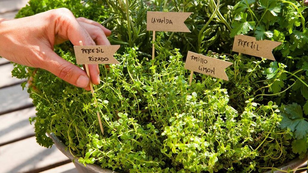 Además, las plantas aromáticas también podrán ahuyentarlas.