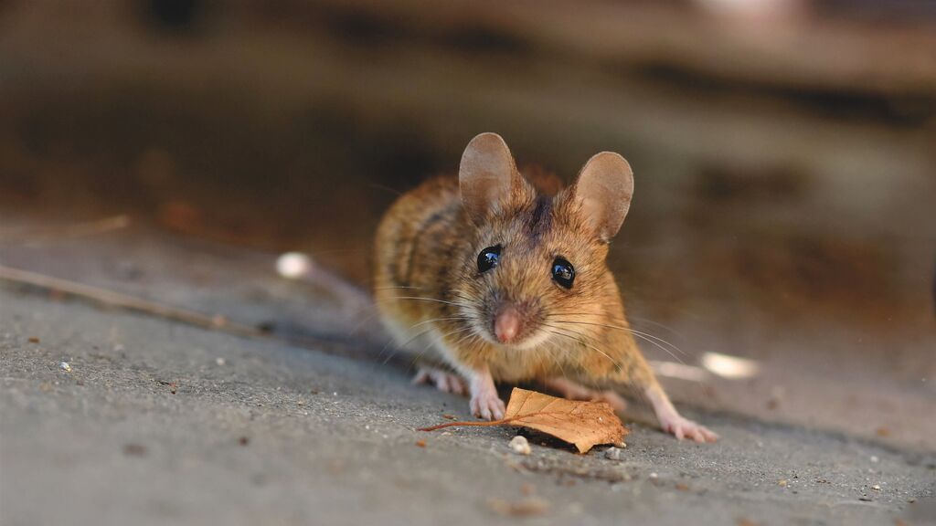 El gesto de un niño confinado con el Ratoncito Pérez que ha enternecido a las redes