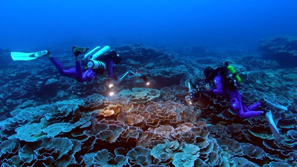 Descubren uno de los mayores arrecifes de coral sanos del mundo en Tahití