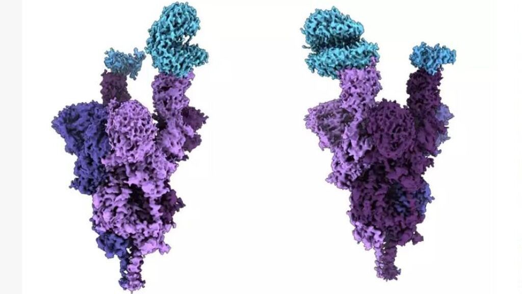 Científicos realizan el primer análisis a nivel molecular de la proteína de espícula de ómicron