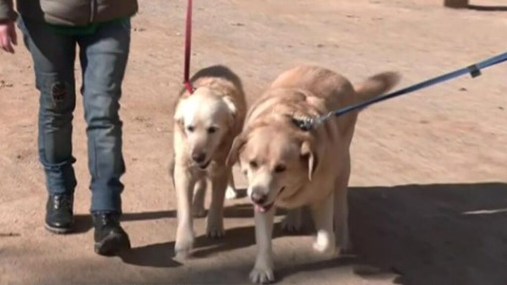 Movilización en Granada para encontrar hogar a dos perros, tras fallecer su dueño