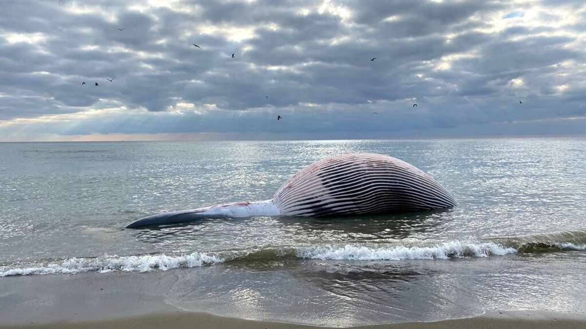 Una ballena de nueve metros aparece muerta en una playa de Estepona, Málaga