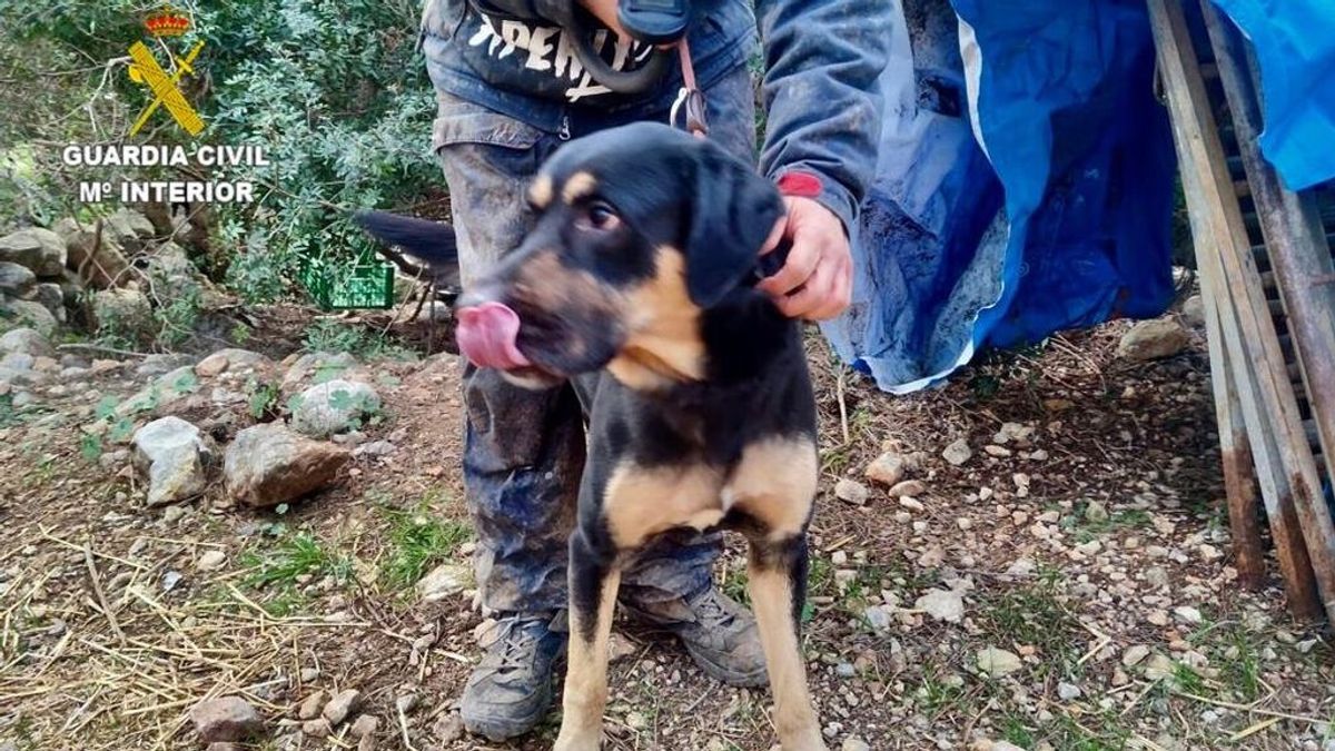 La Guardia Civil retira un perro del cuidado de su dueño condenado por maltrato animal en El Prat