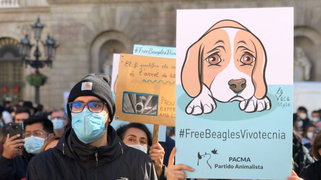 Protesta en Barcelona para salvar a 32 cachorros de Beagle que van a ser utilizados en un experimento