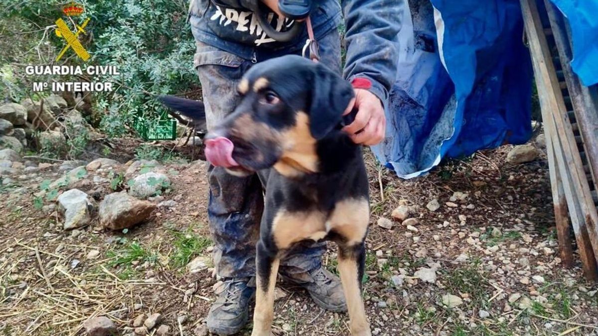 La Guardia Civil retira un perro a un hombre condenado por maltrato animal