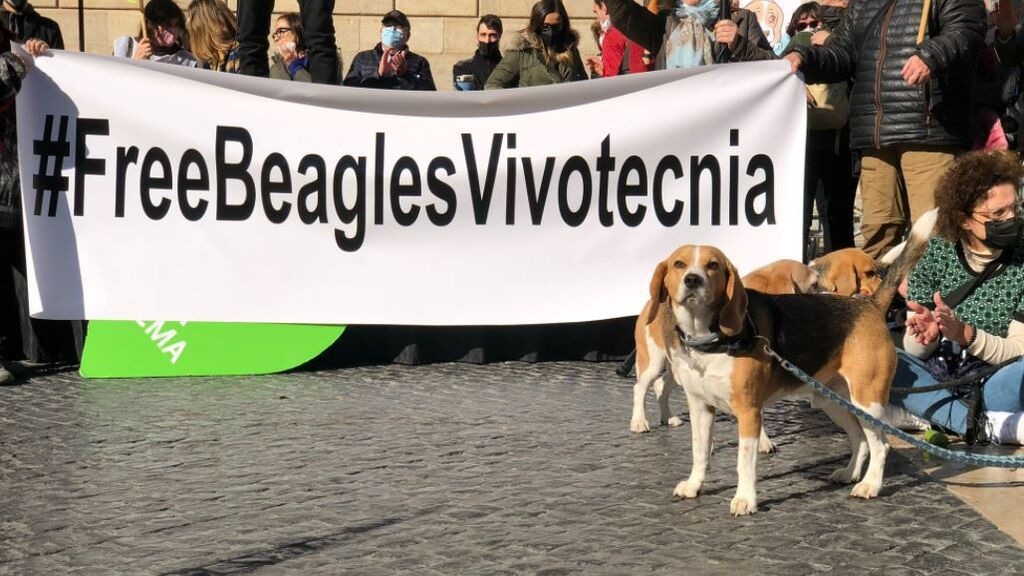 Manifestaciones en Barcelona para salvar a 32 cachorros de beagle que serán utilizados en un experimento