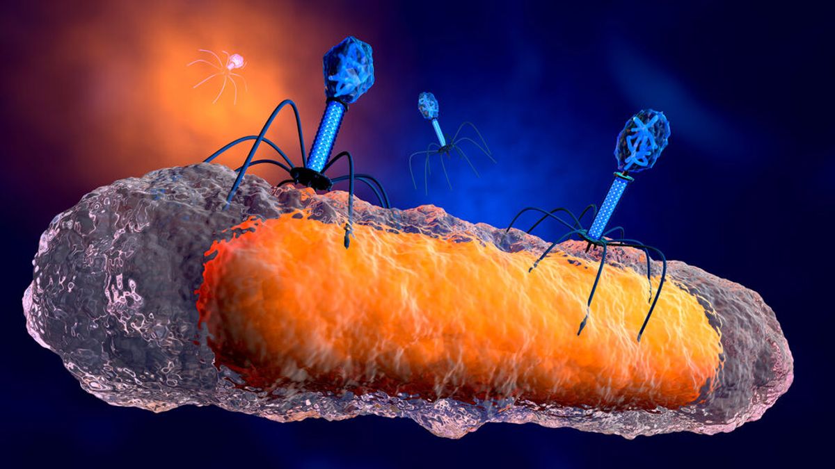 Fagos, los virus aliados de la medicina contra las superbacterias que ya matan más que el SIDA y la malaria