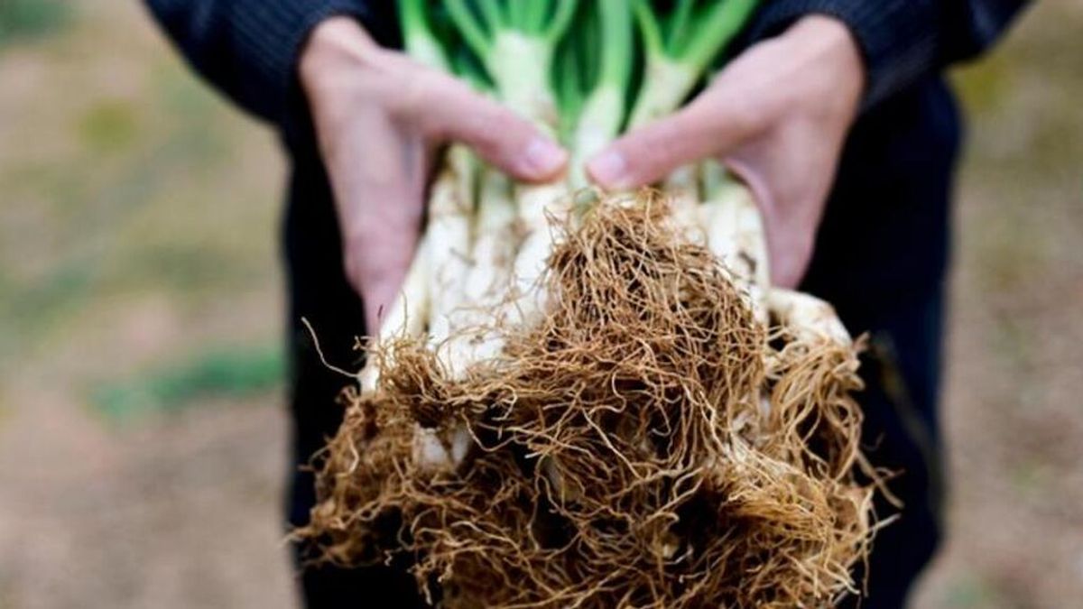 Un tarraconense se lleva el primer premio del concurso de Valls al comer 92 calçots en 45 minutos