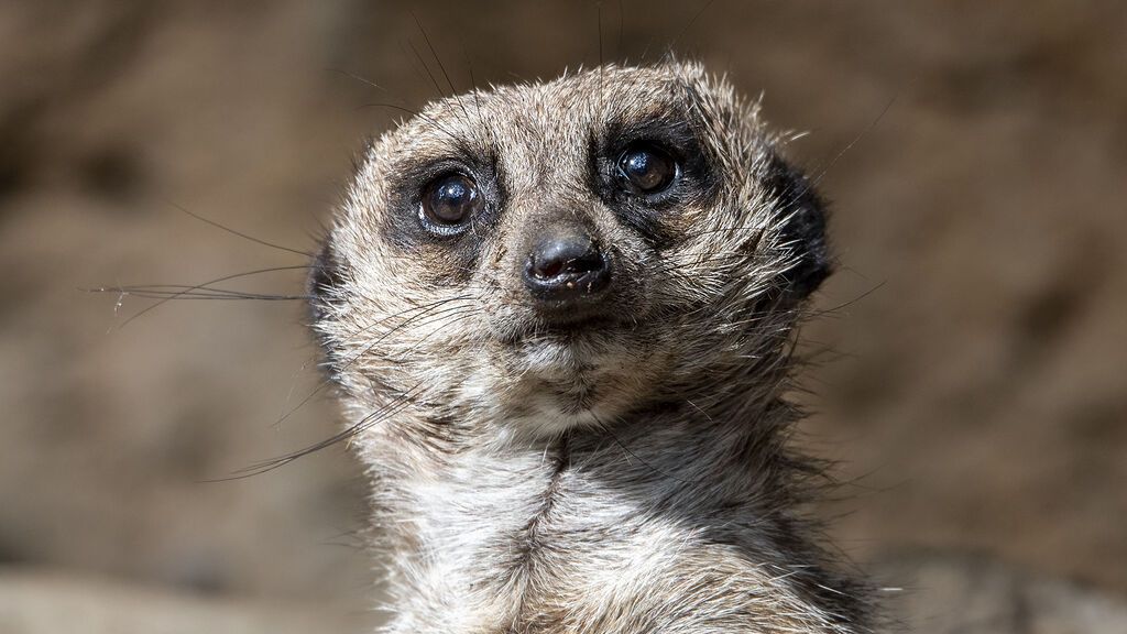 Así era Wilson, la suricata del Zoo de Barcelona desterrada por su grupo
