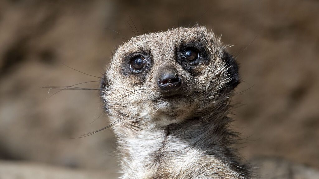 Muere Wilson, la suricata desterrada por su grupo en el Zoo de Barcelona