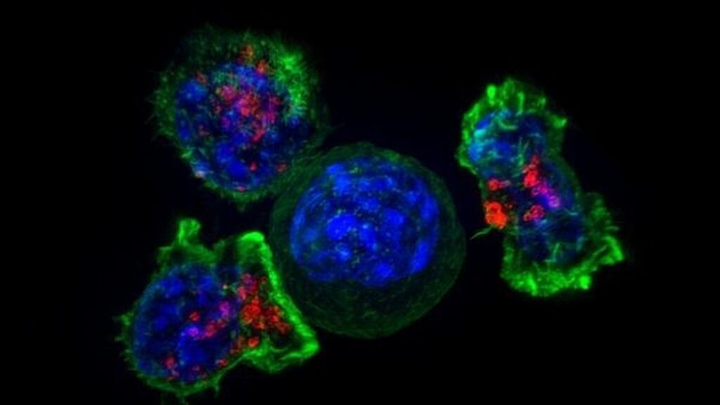 Las vacunas contra el coronavirus incitan al organismo a fabricar células T más eficaces y duraderas frente al virus