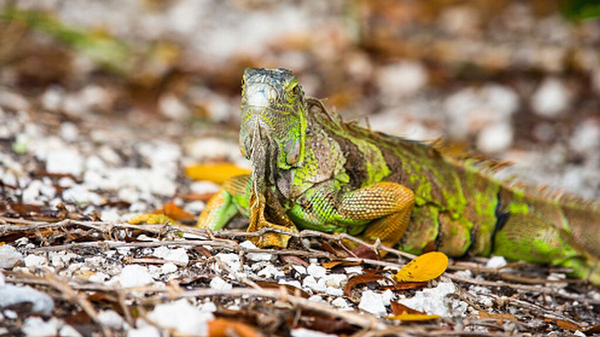 Lluvia de iguanas en Florida: ¿A qué se debe el extraño fenómeno?