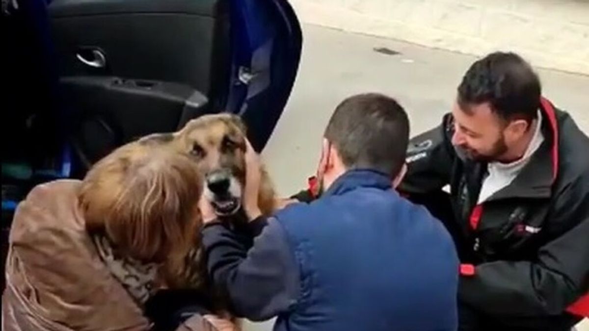 Una mujer encuentra a un perro que llevaba 6 años perdido: el emotivo reencuentro con su familia