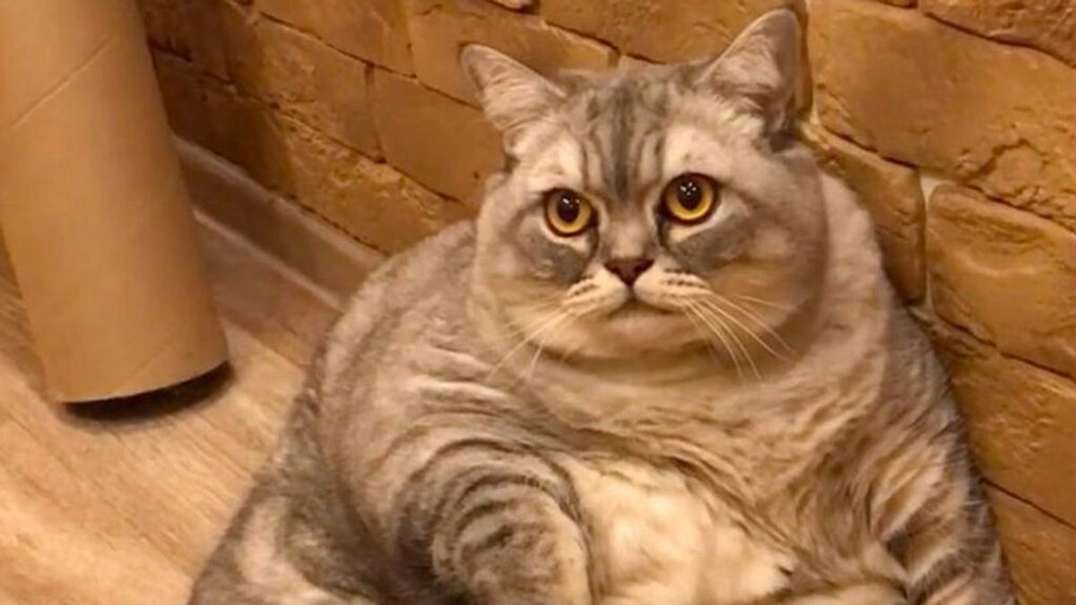 La dueña de la gata más obesa del mundo se defiende de los que la acusan de maltrato