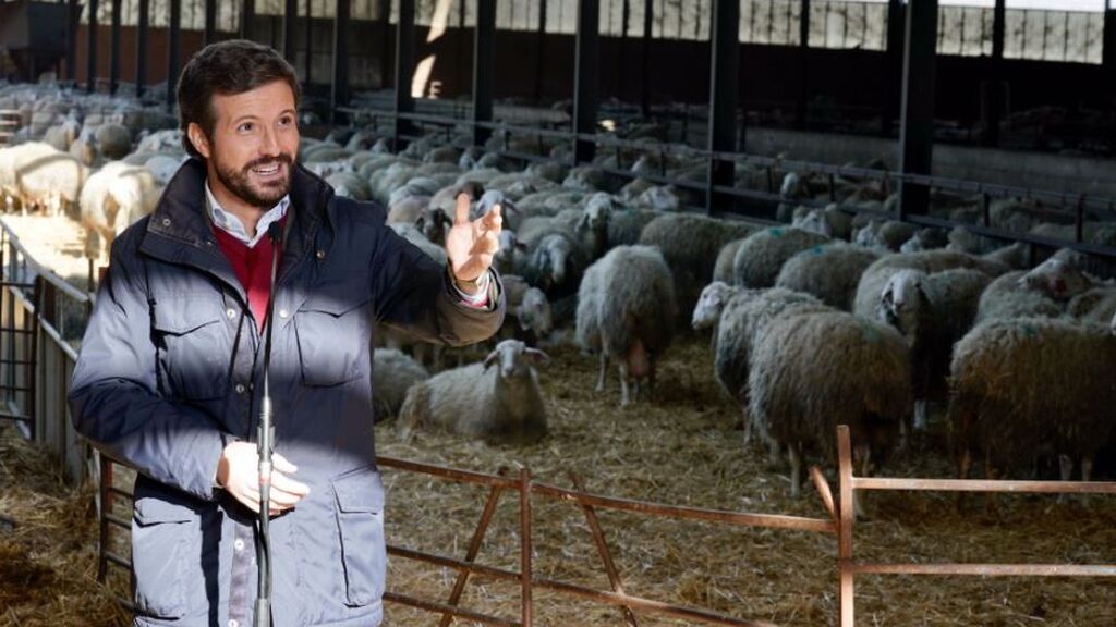 Pablo Casado ofrece una rueda de prensa rodeado de ovejas en el pueblo de su padre