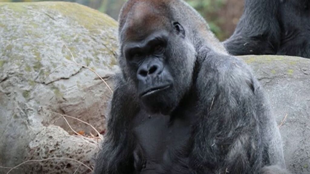 Muere Ozzie, el gorila macho más viejo del mundo
