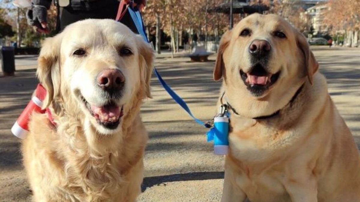 Bartolo y Pitufina, dos perros que habían perdido a su dueño en Granada, consiguen ser adoptados en Madrid