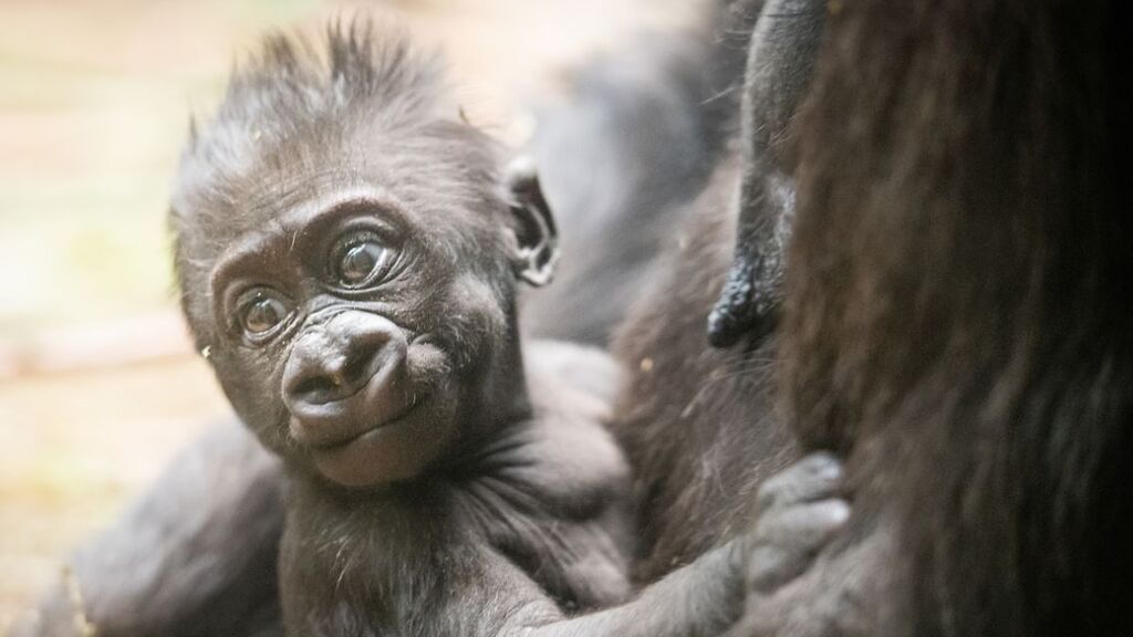 Baby G, un bebé gorila que nació de forma prematura, se reencuentra con su familia tras varios meses