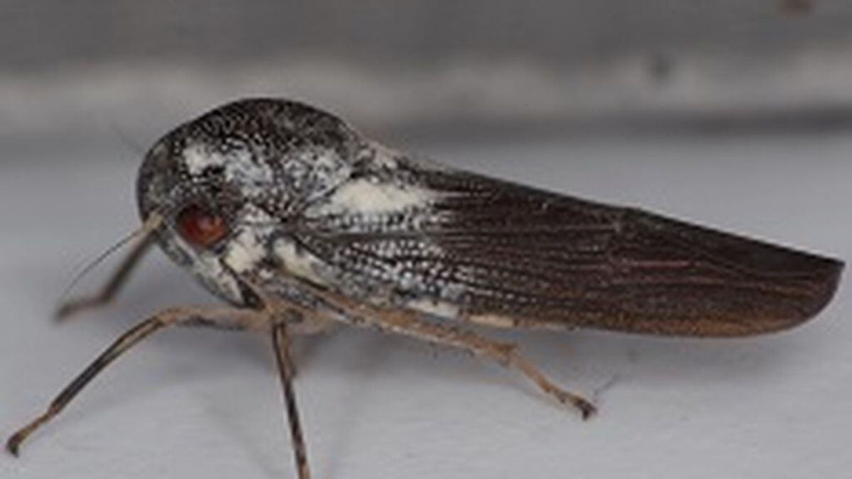 Descubren en Uganda un raro insecto "metálico": así es la misteriosa especie
