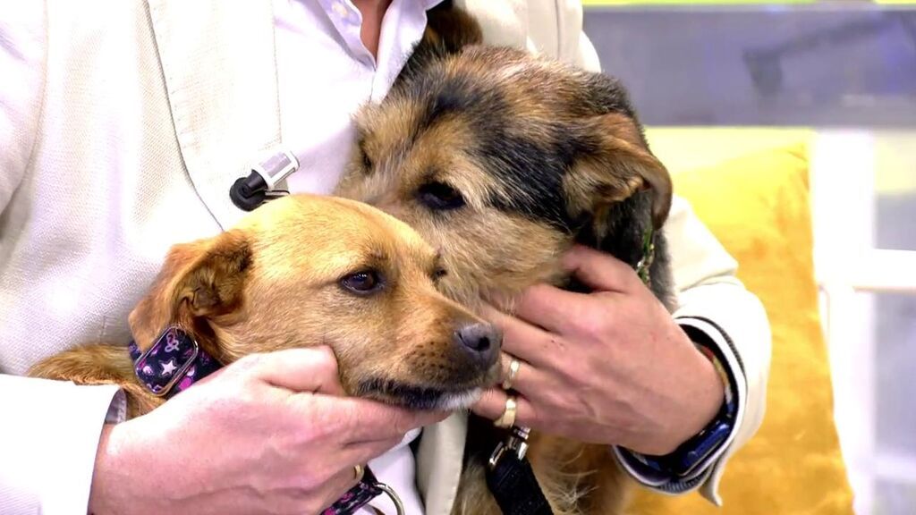 Timón y Pumba necesitan un nuevo hogar donde ser felices juntos
